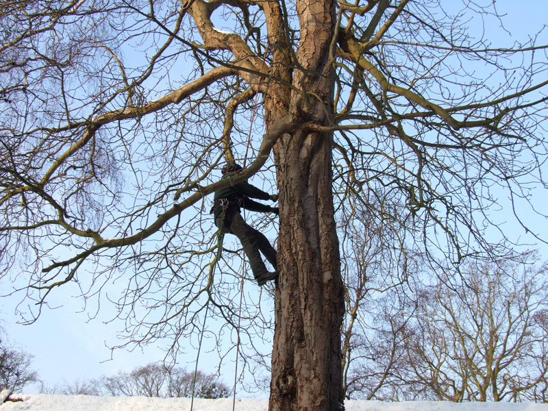 Onderhoud bomen